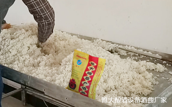 9.1大米攤涼，放雅大高產(chǎn)酒曲