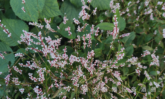 為什么不同酒廠釀造的小曲清香酒味道不一樣？ 5