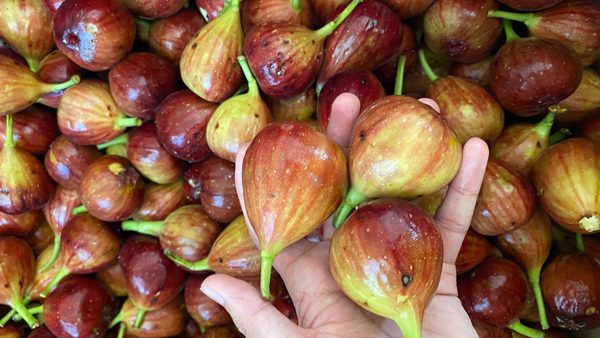 不會做無花果酒，雅大電加熱釀酒設(shè)備釀酒師親自上門指導(dǎo)！