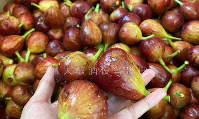 9.16挑選出來(lái)的長(zhǎng)相難看的無(wú)花果、小果