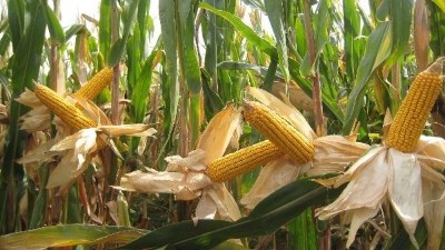 玉米滯銷村民心中苦，劉哥借助白酒釀造設(shè)備釀出“脫貧致富酒”