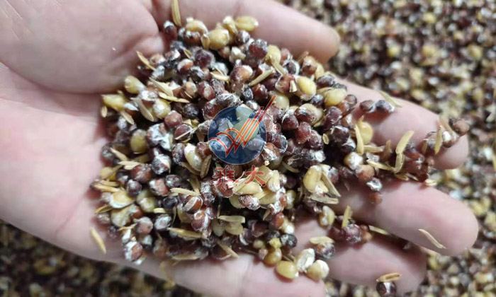 12.7高粱糖化完成，表面長滿菌絲