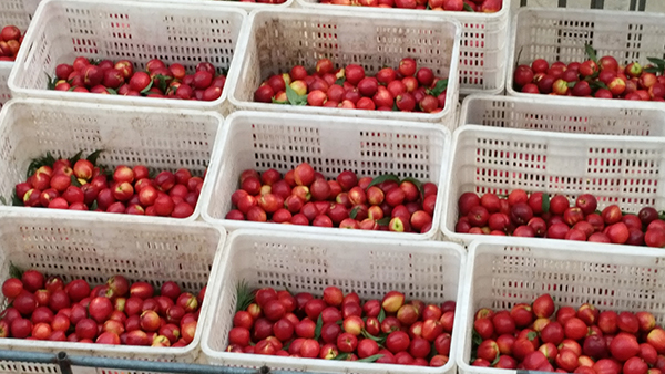 小果、殘次的桃子賣不掉，用果酒釀酒設(shè)備做成酒利潤翻倍！