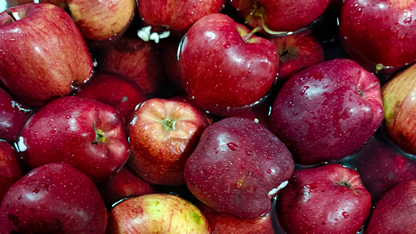 用大型釀酒設(shè)備做蘋果酒，“剩蘋果”搖身一變成為致富果