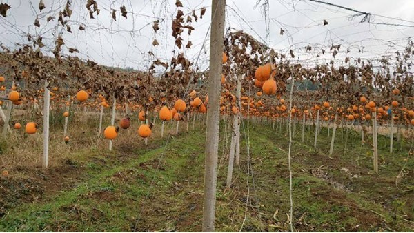 雅大大型釀酒設(shè)備廠家將瓜蔞肉釀成酒，讓果農(nóng)的利潤翻幾倍！