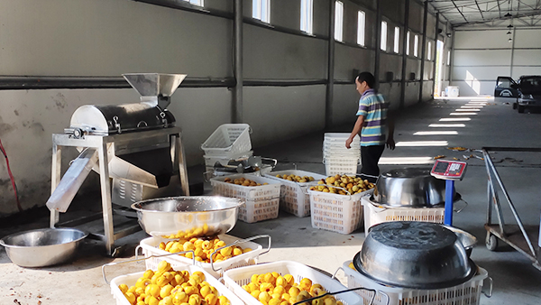 印江縣黃桃滯銷，冉總引進(jìn)雅大制酒設(shè)備靠“釀”帶動(dòng)銷量