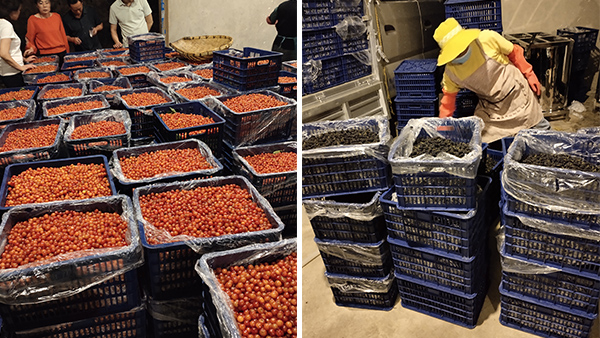 幾萬斤桑葚急需發(fā)酵，雅大技術(shù)總監(jiān)親自上門指導(dǎo)！